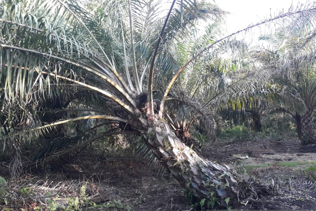 Mukomuko tolak peremajaan sawit dalam kawasan hutan