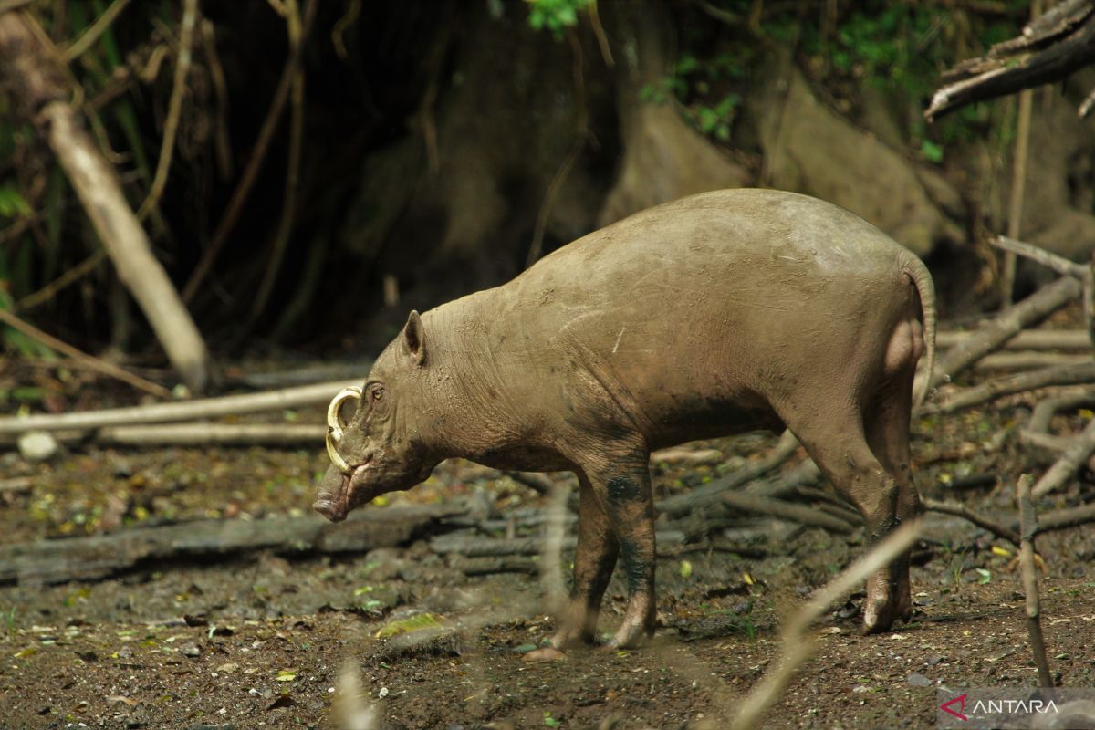 Mempertahankan babi rusa di hutan Gorontalo