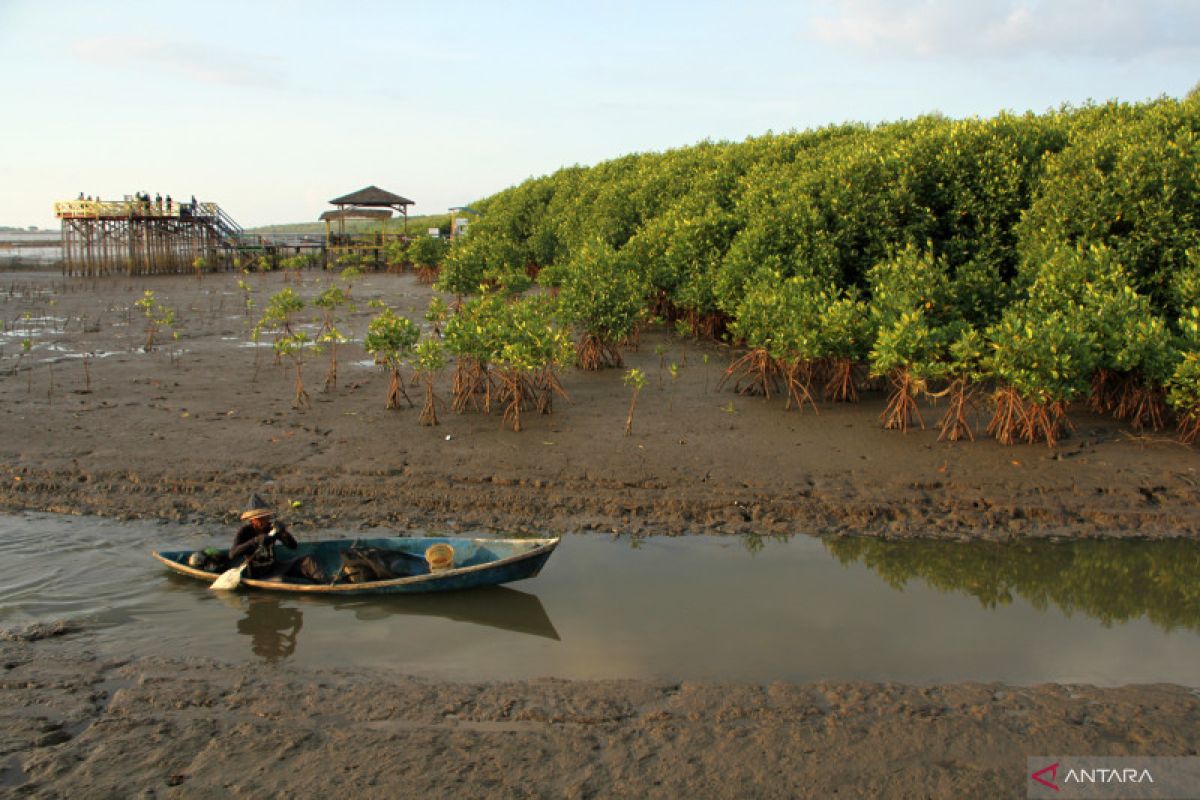 Akademisi: Restorasi dan konservasi mangrove harus berjalan seiring