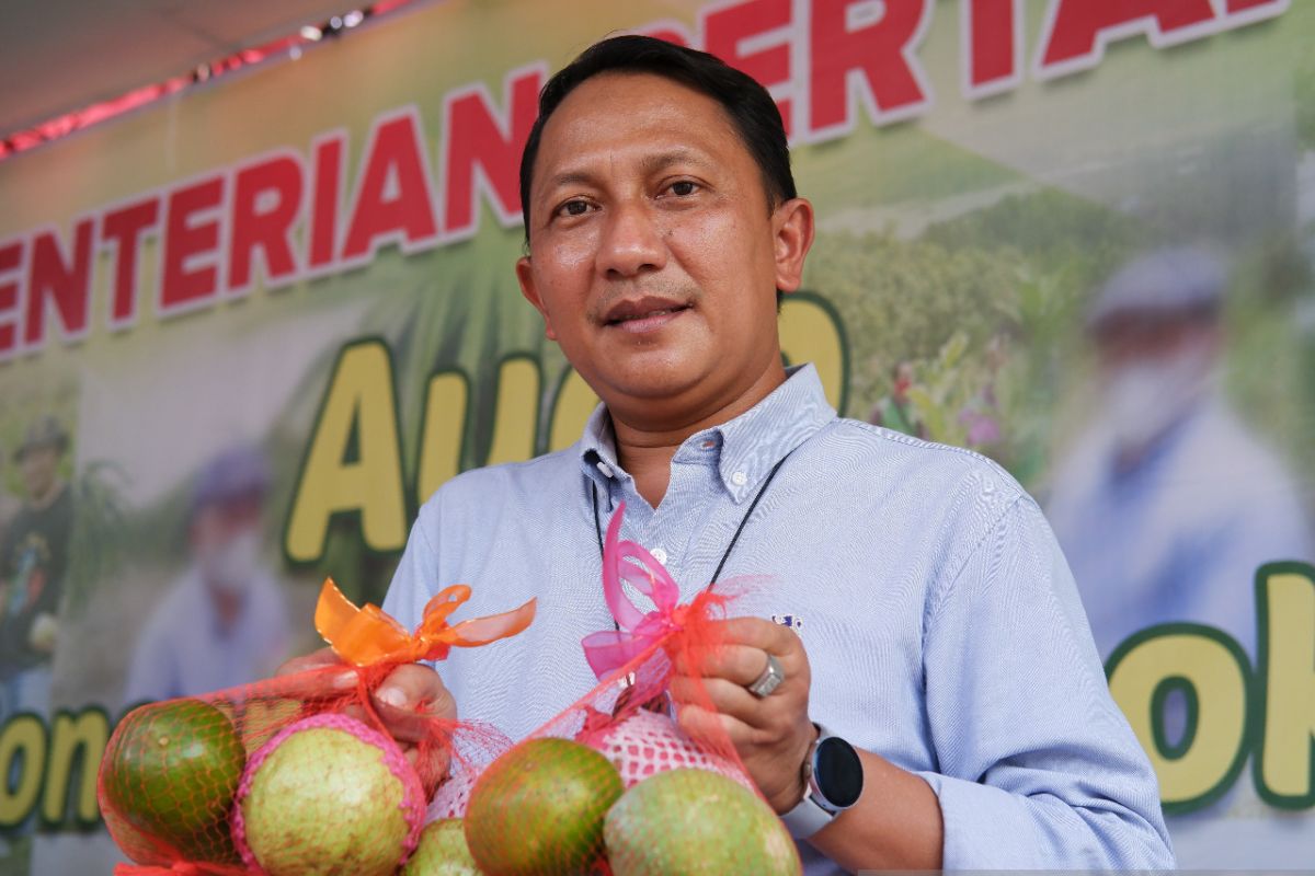 Masih besarnya peluang agrobisnis tanaman hortikultura di Kalbar