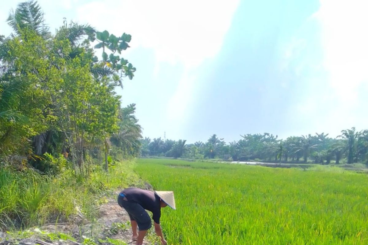 Dukung ketahanan pangan Langkat masyarakat Hinai beralih dari tanaman kelapa sawit ke tanaman padi