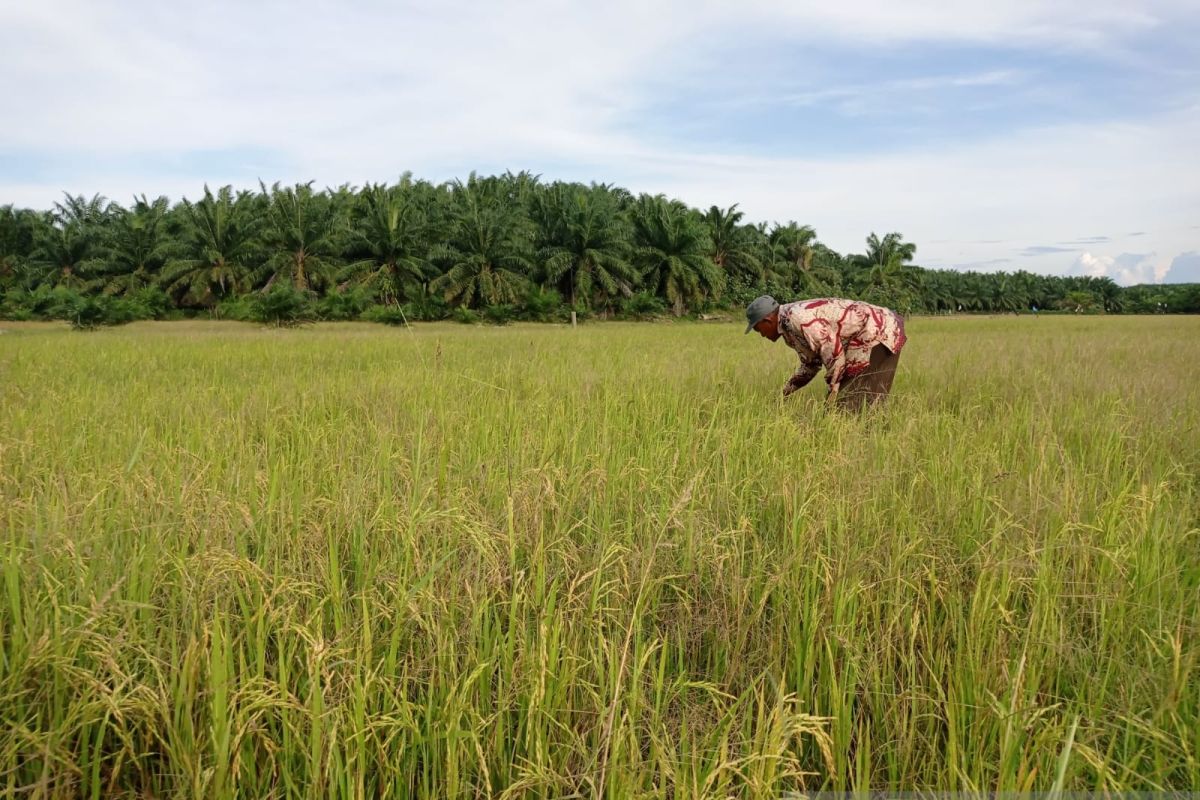 Tanaman padi petani Aceh Tamiang kerdil, ini sebabnya