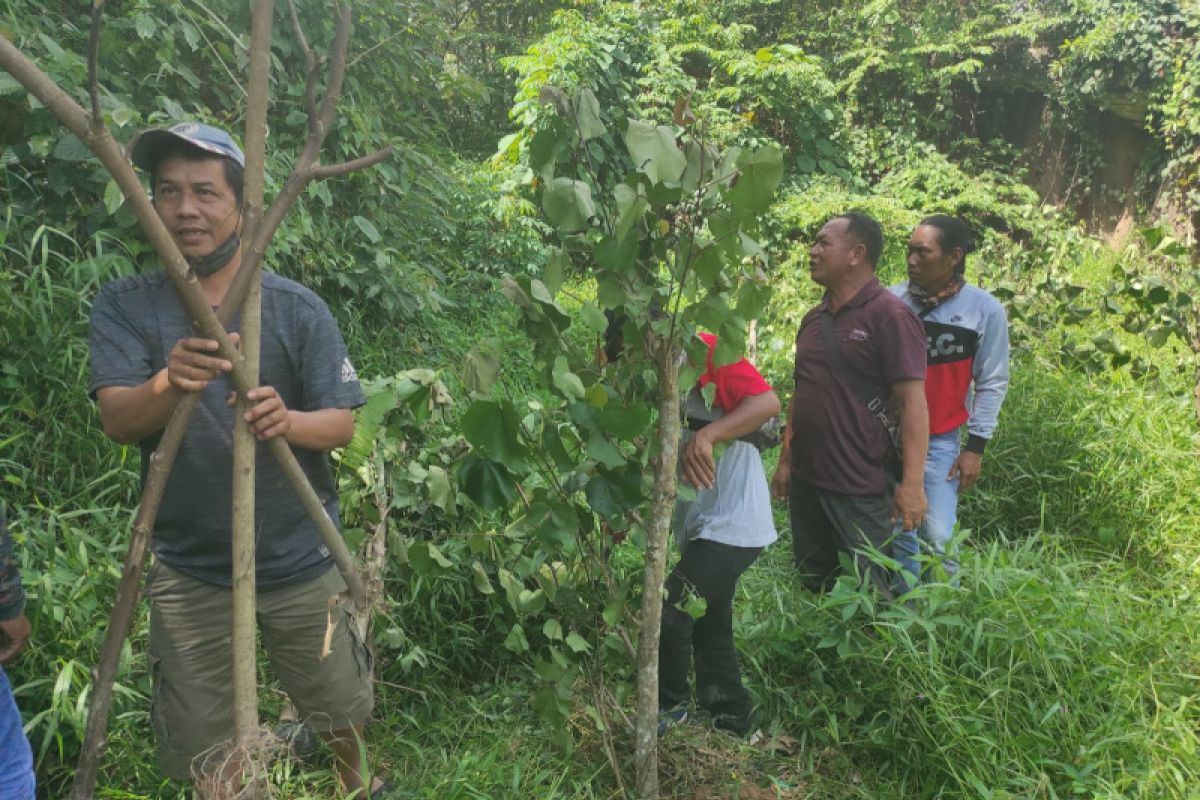 Penggemar Bonsai Tabalong tanam pohon