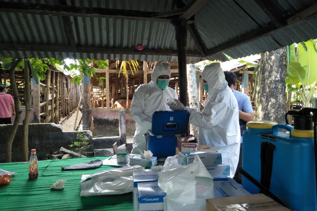 Lombok Tengah akan menerima tambahan vaksin PMK 5.000 dosis