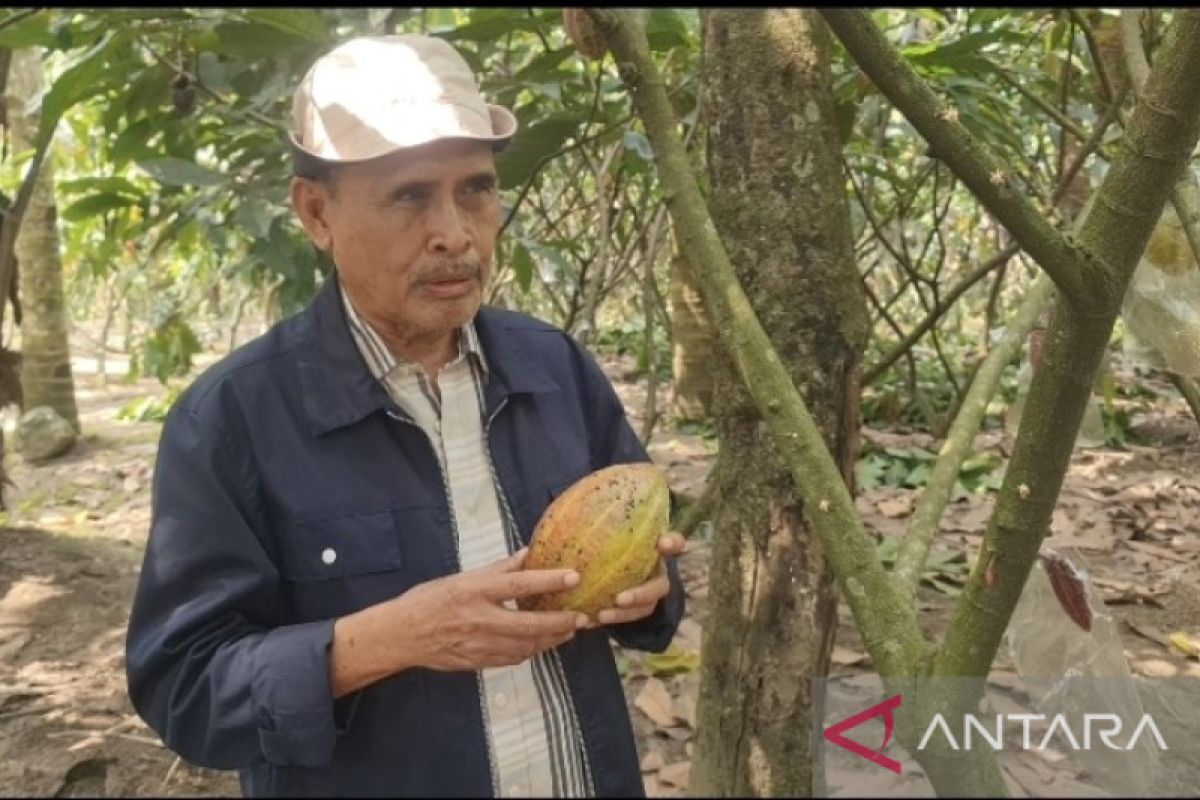 GPEI Jatim bina petani kakao lima Kabupaten