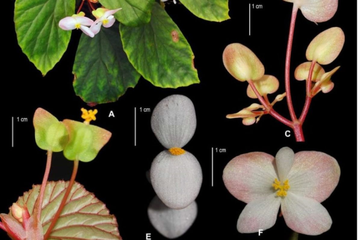 BRIN identifikasi dua spesies baru begonia asal Kepulauan Maluku, begini penjelasannya