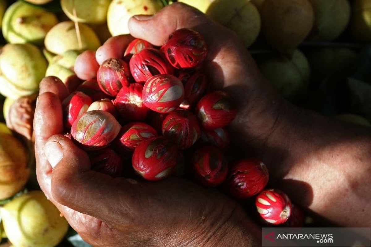 4.906 hektare tanaman pala di Aceh Selatan rusak diserang penyakit dan hama
