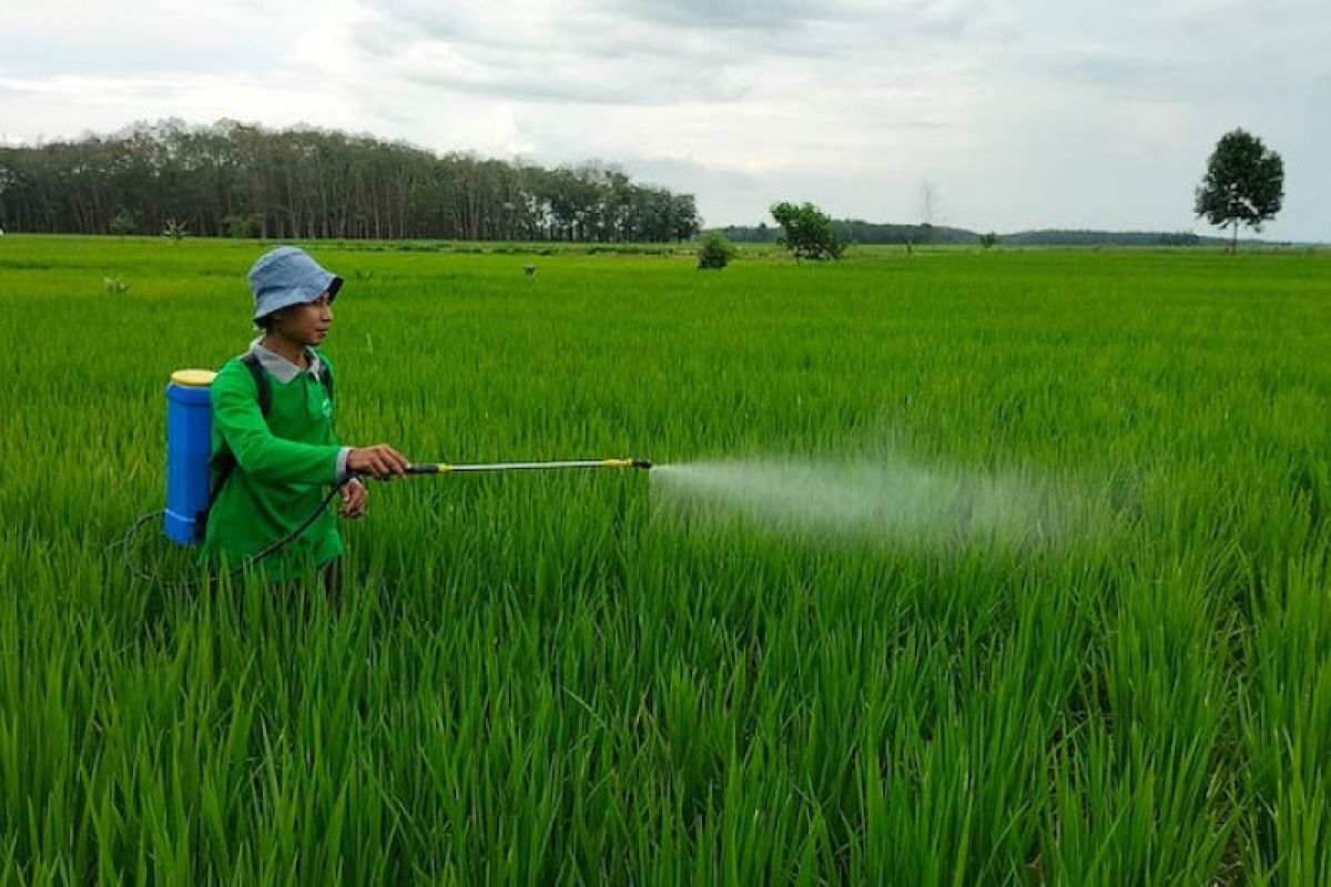 Petani padi Kabupaten OKI sukses gunakan pupuk organik