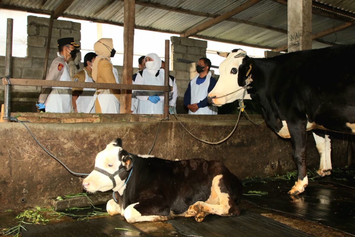 East Java accelerates Phase 2 vaccinations to curb FMD spread