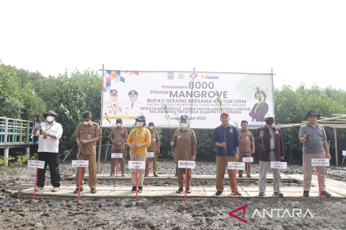 Cegah abrasi, Bupati Serang tanam mangrove di pesisir Lontar