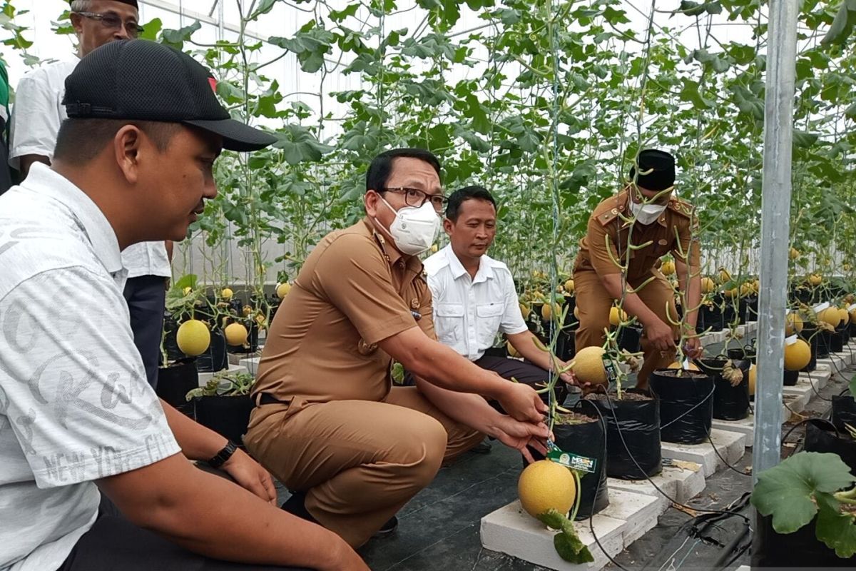 Wali Kota Metro panen empat kuintal melon di Pondok Pesantren Daruk A'mal