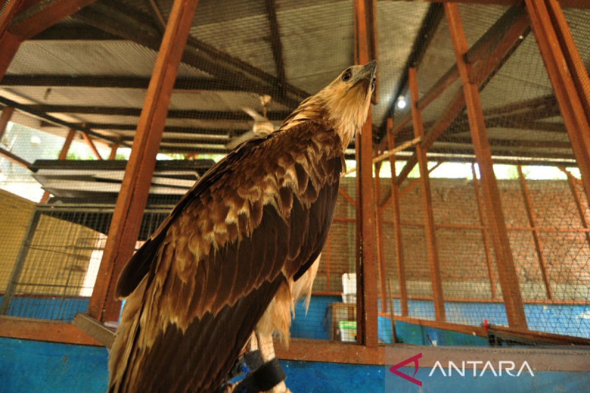 BKSDA sita burung elang dari pedagang satwa di Sulteng