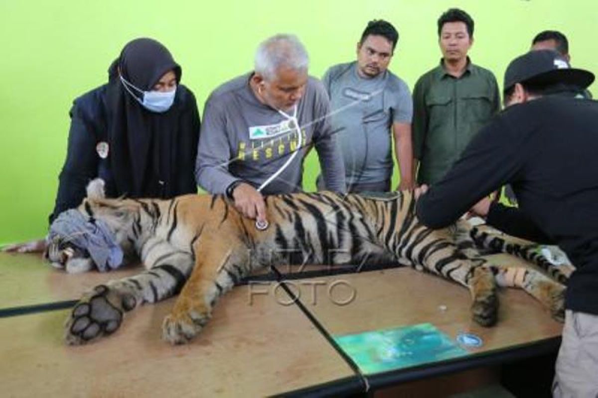 Pemeriksaan Harimau Sumatera Di Aceh Selatan