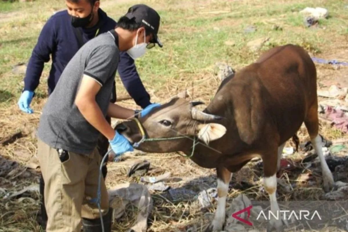 Wabah PMK melanda 269 kota/kabupaten, kasus terbanyak di Jatim