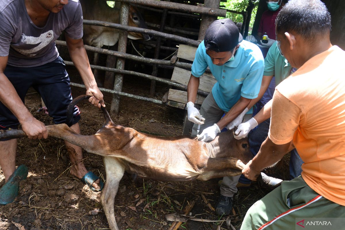 707,580 cattle vaccinated against FMD: task force