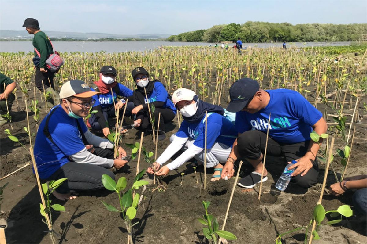 Hari Mangrove sedunia, Pertamina, Angkasa Pura I, dan BEM UNDIP tanam 12.000 bibit