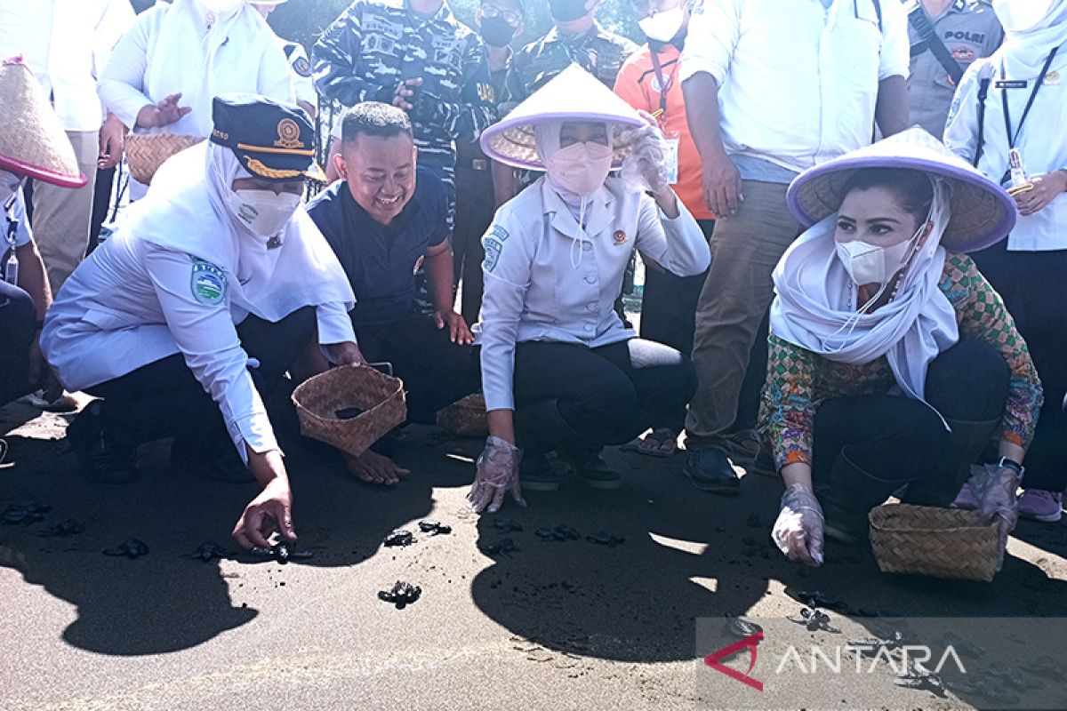 BMKG lepas liar 75 ekor tukik di Pantai Kemiren Cilacap