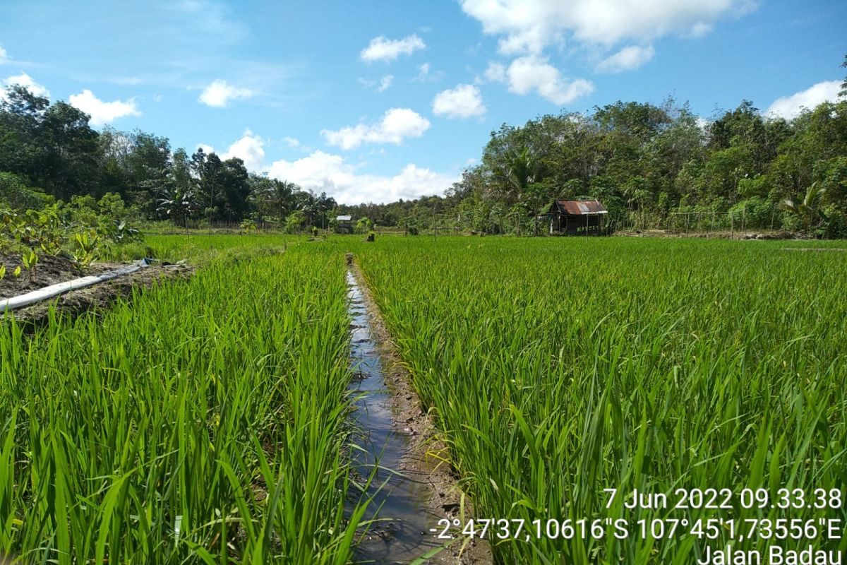 Produksi padi di Kabupaten Belitung capai 418 ton