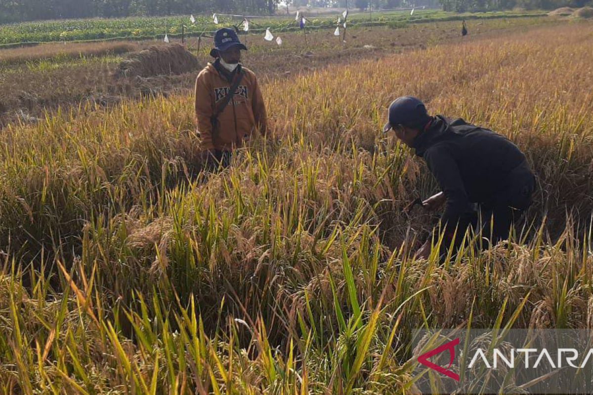 Dinas optimalkan peran penyuluh selama puncak panen padi di Purwakarta