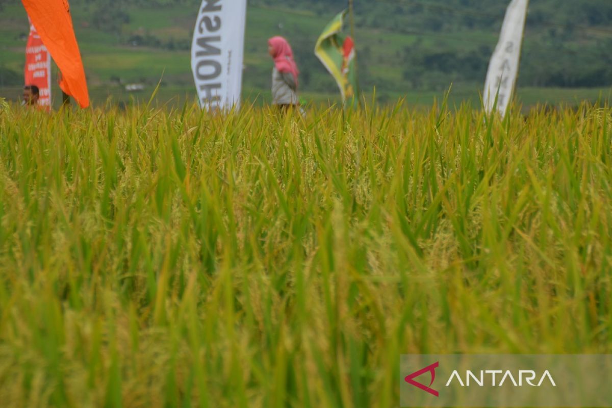 Dispangtan Purwakarta sebut wereng coklat sempat serang belasan hektare sawah