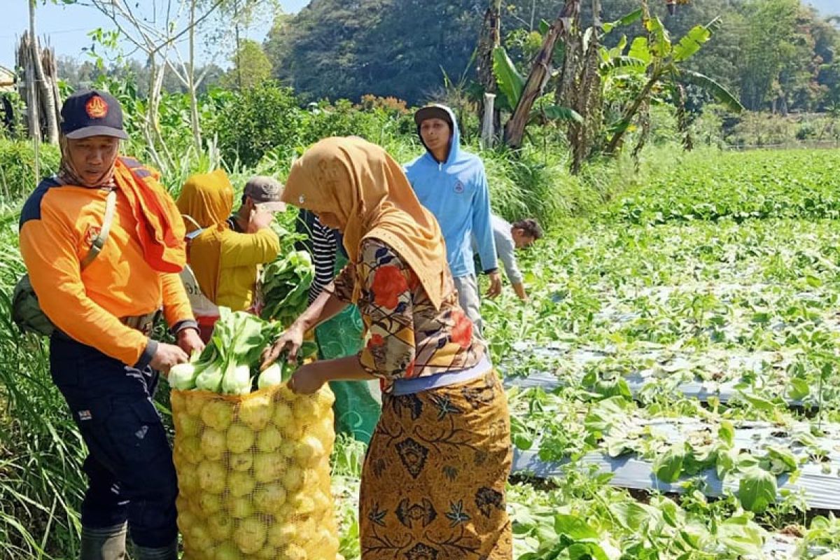 Ansor Magelang bagikan sayuran gratis ke ponpes, sikapi harga anjlok