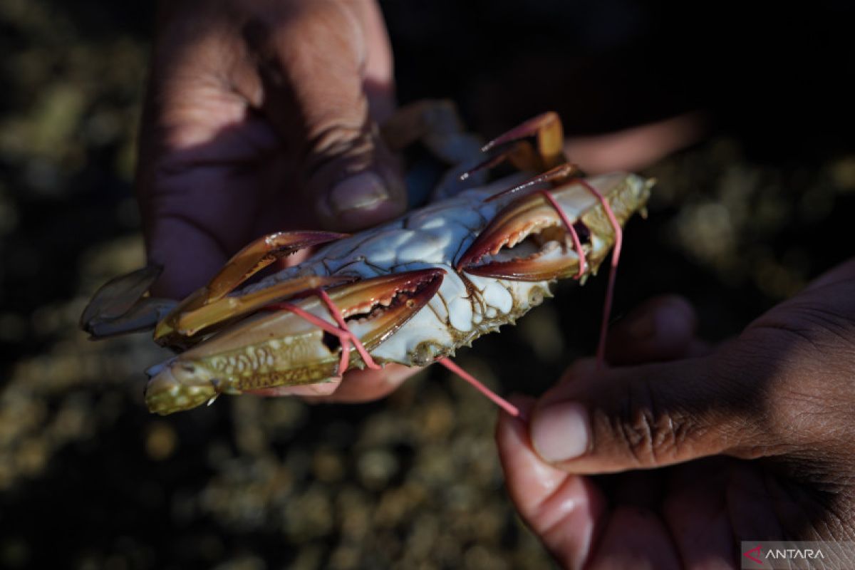 Hoaks! Penemuan kepiting langka dari zaman kuno