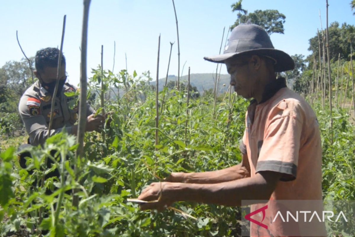 Polisi ini yakinkan warga, lahan tandus di perbatasan NTT- Timor Leste bisa diubah jadi lahan subur