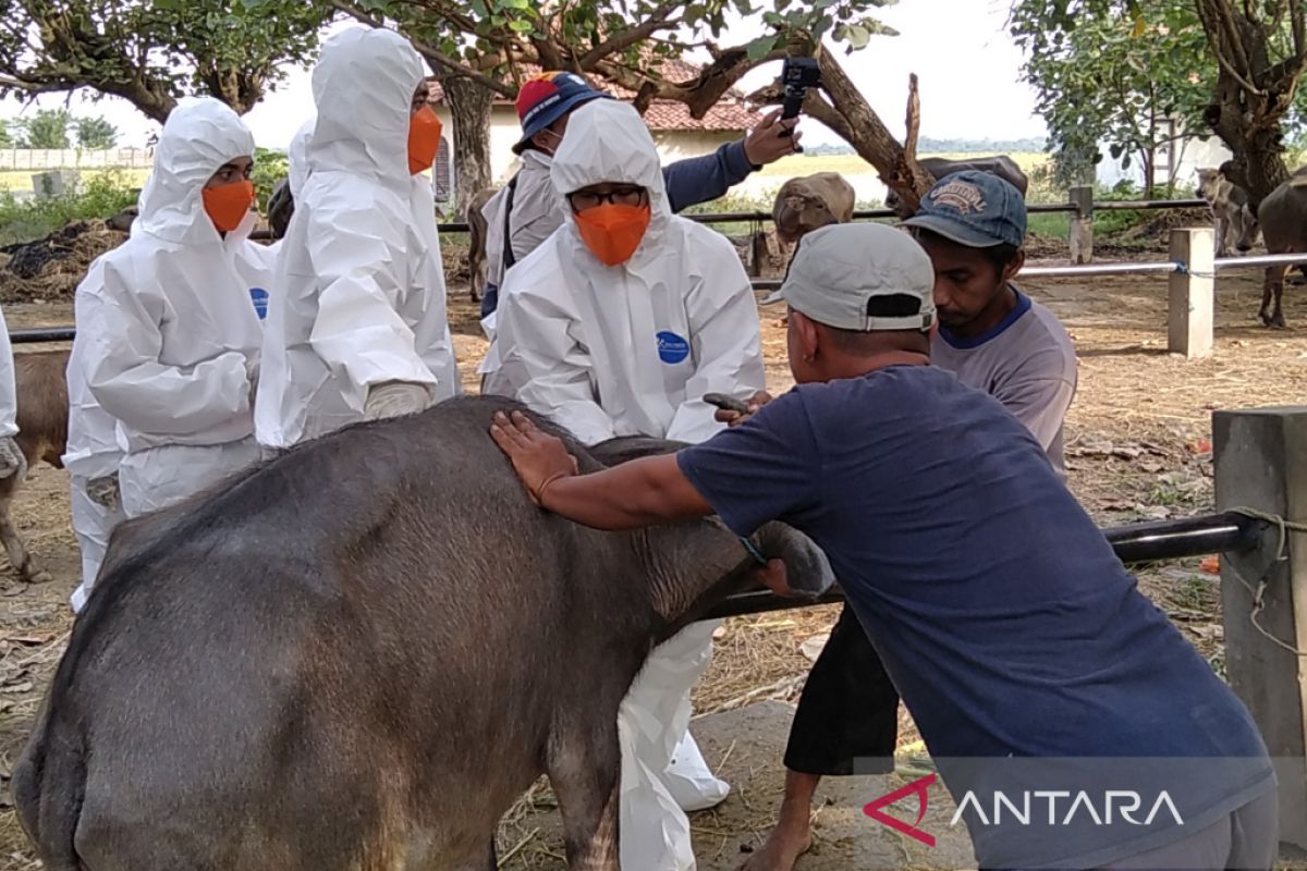 Grobogan genjot capaian vaksinasi PMK usai dapat tambahan vaksin