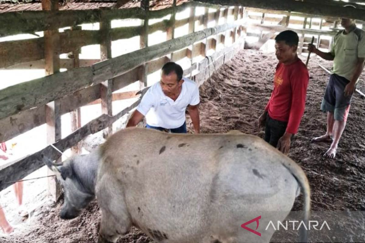 Pemkab Nagan Raya sudah vaksin 144 ternak untuk cegah PMK