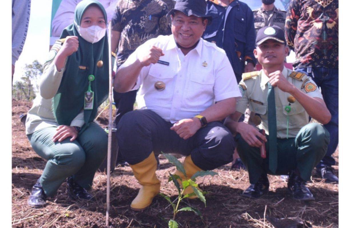 Pemkab Dairi dorong petani lebih bergairah tanam kopi