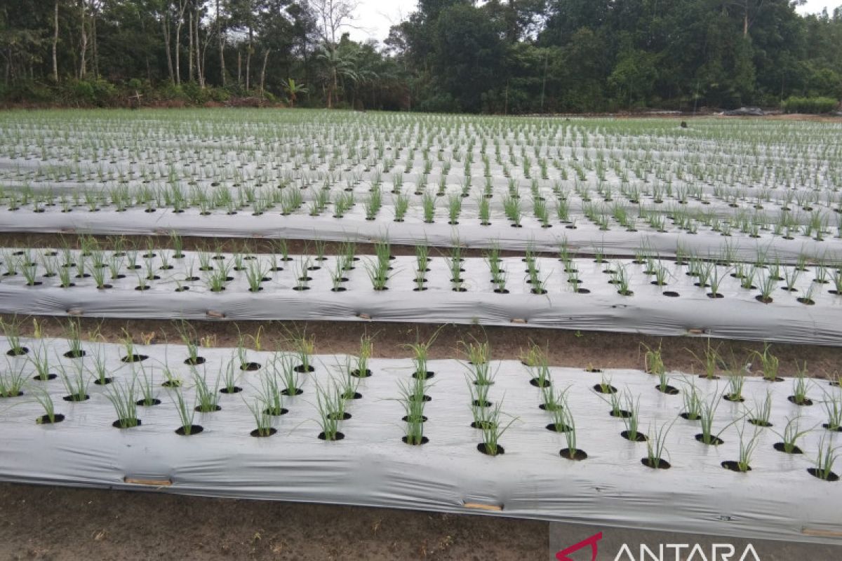 Petani Kabupaten Bangka sukses majukan budidaya bawang merah