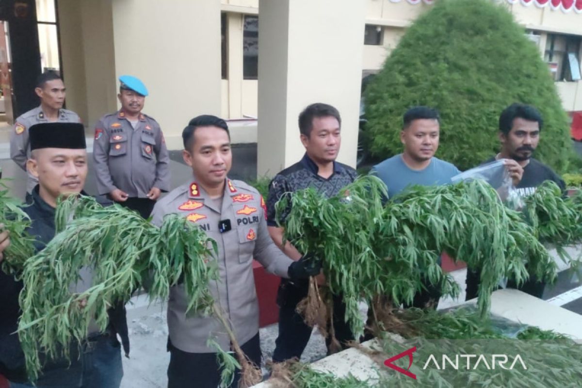 Polisi ungkap ladang ganja di Cianjur sudah pernah dipanen