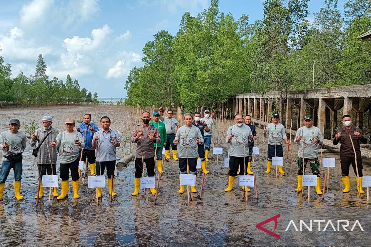 PT Timah tanam 4.600 mangrove di Bangka Barat peringati HUT ke-46