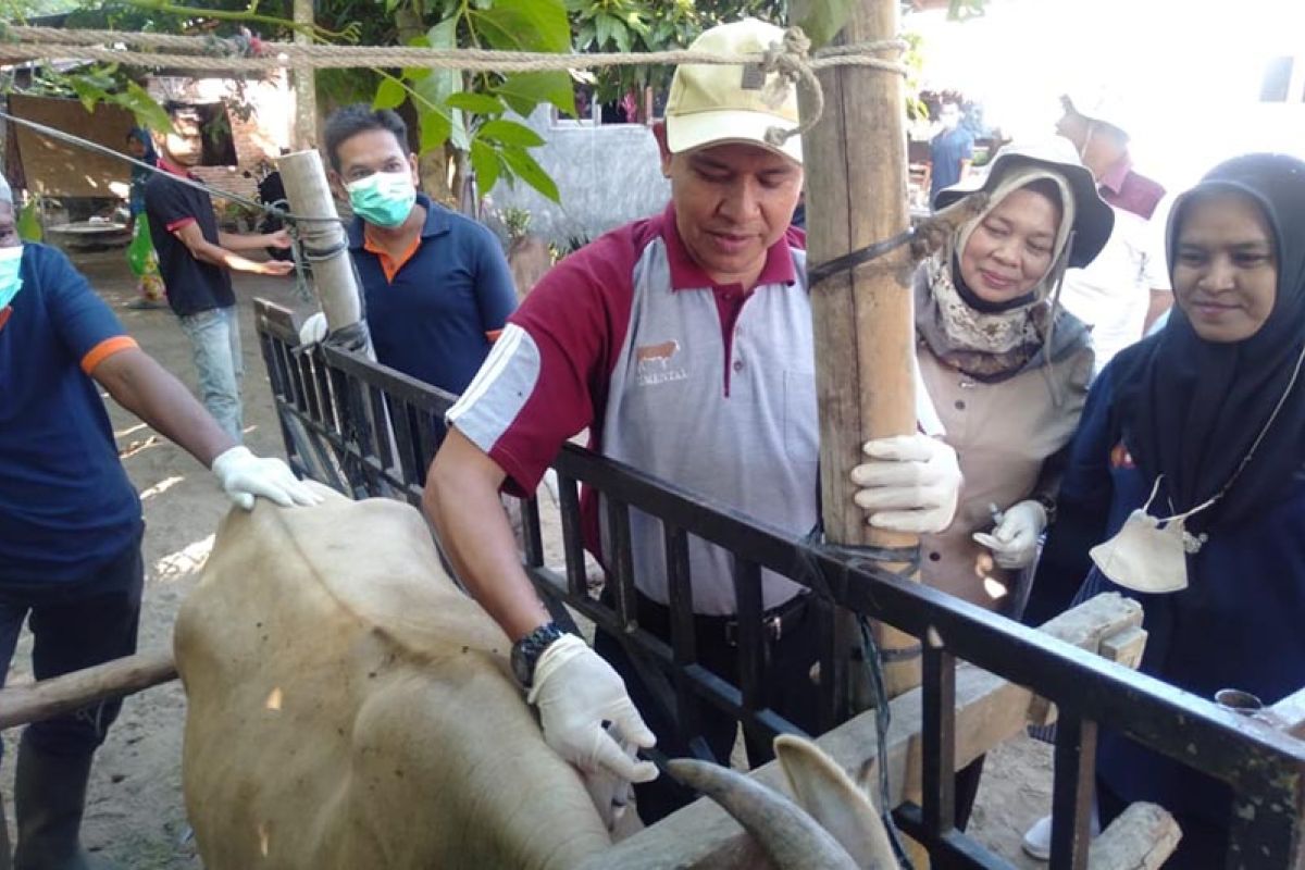 1.000 sapi di Aceh Utara sudah divaksin PMK
