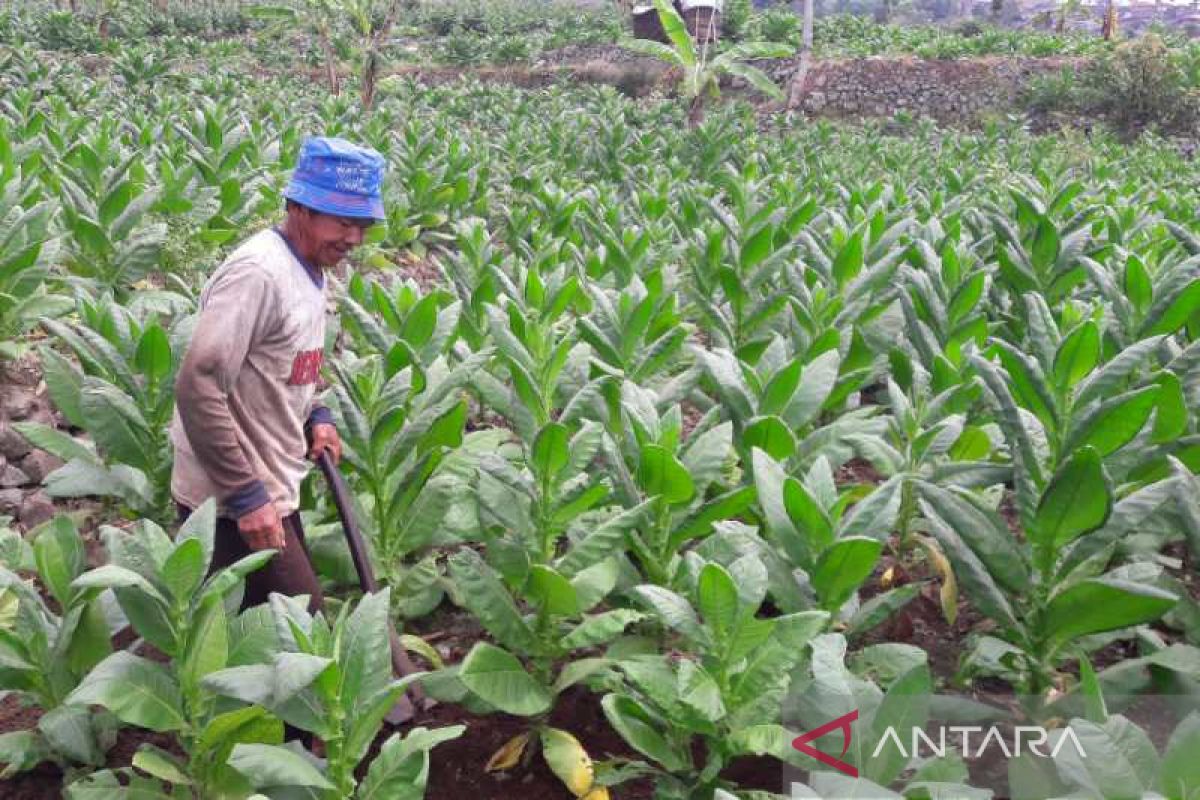 Temanggung dapat tambahan dana bagi hasil cukai tembakau Rp6 miliar