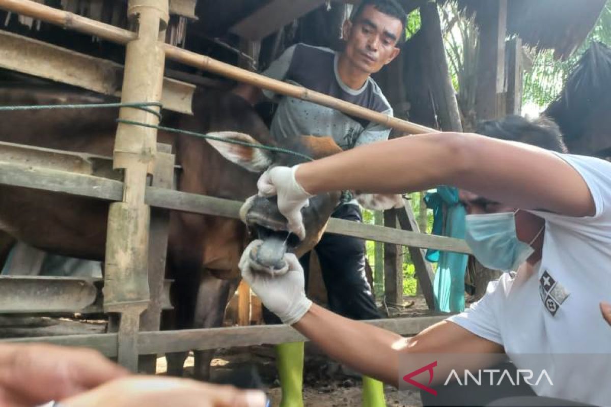 Ini jumlah ternak kerbau dan sapi di Aceh Barat sudah terima vaksin PMK