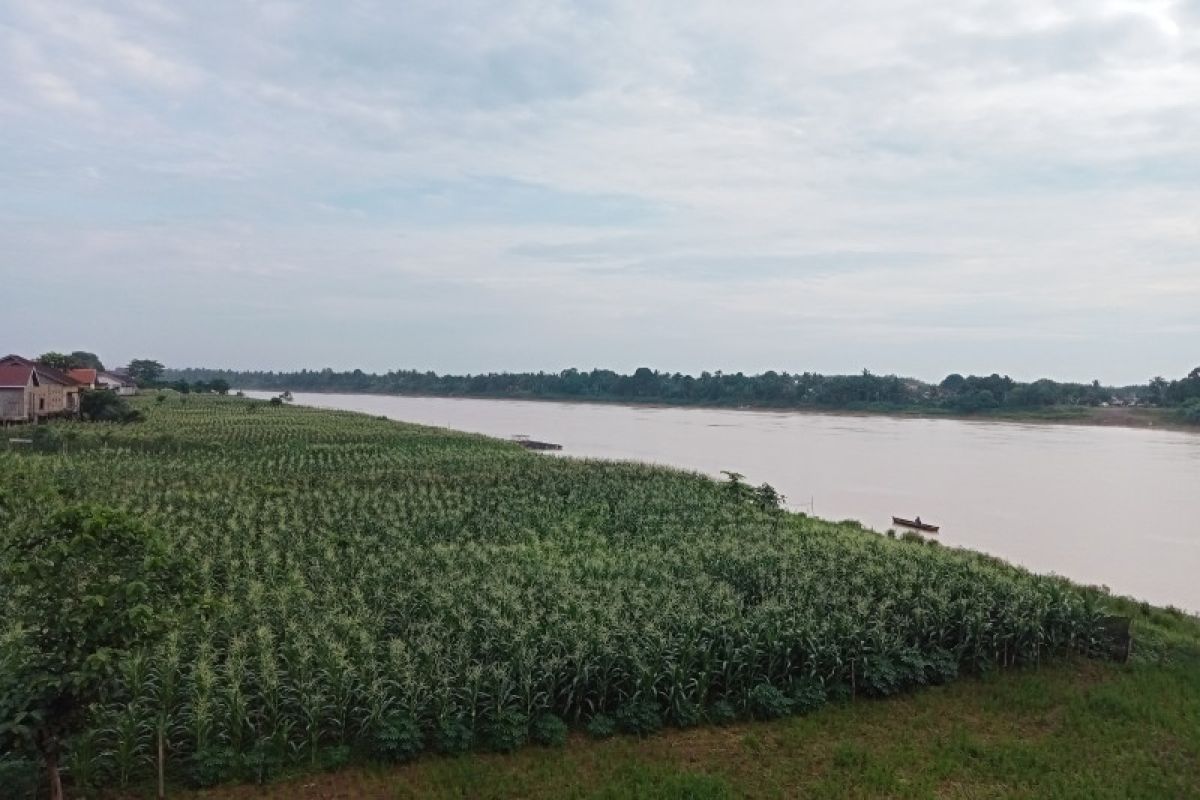 Tanaman jagung tepi Sungai Batanghari