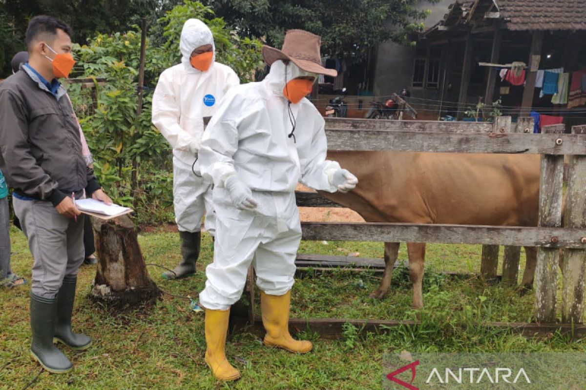 Indonesia dapat bantuan FAO dan Australia tangani wabah PMK