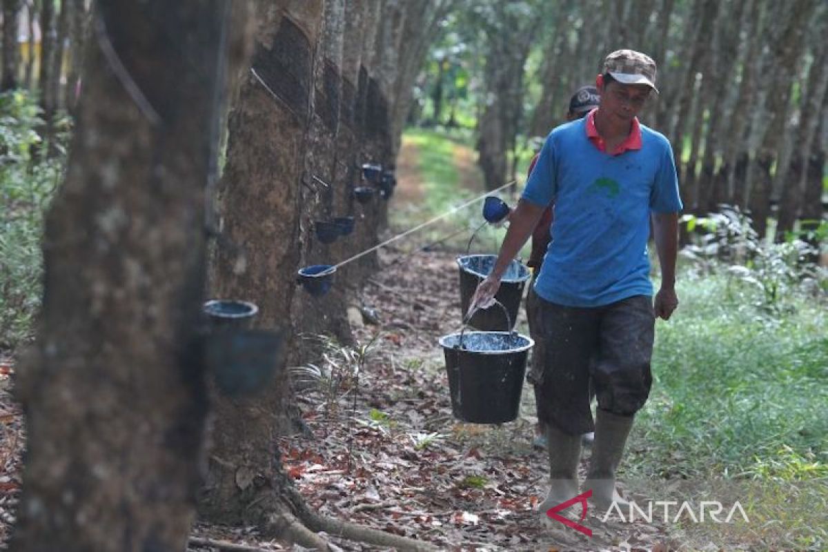 Sumsel dorong pekebun karet jual olahan di UPPB