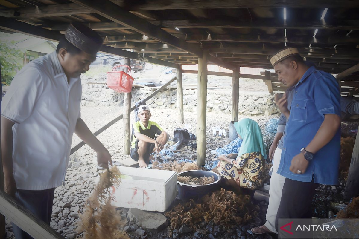 DPRD Gorontalo Utara mendukung optimalisasi budidaya rumput laut