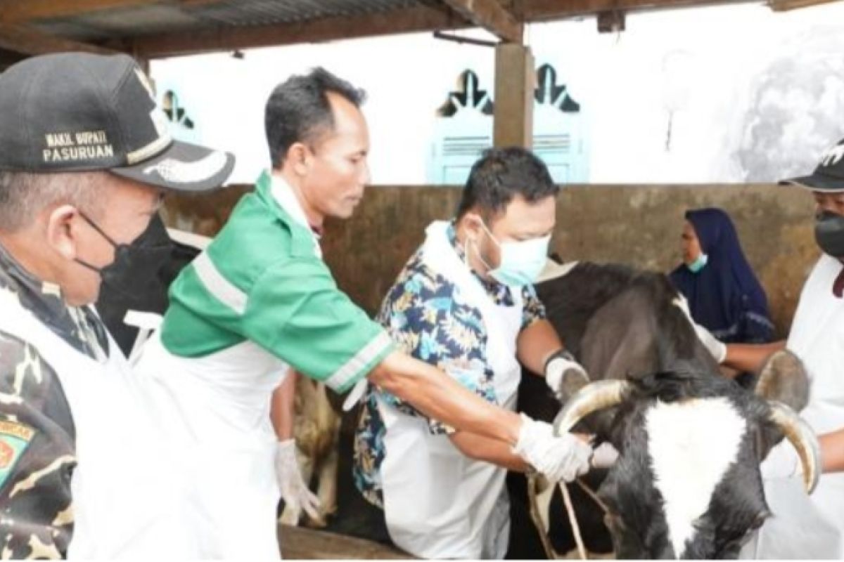 Pemkab Pasuruan bagikan vitamin untuk hewan ternak sapi