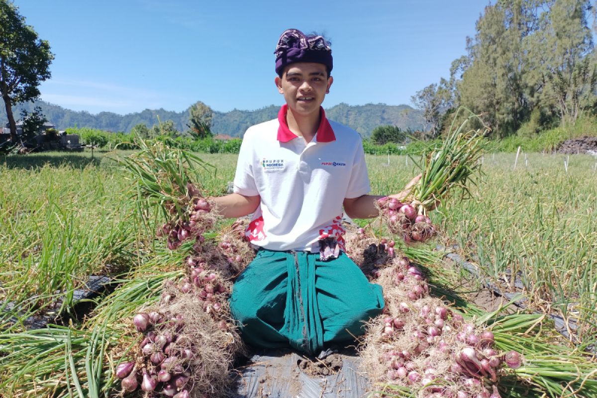 NPK Pelangi JOS PKT kembali buktikan kualitas, produktivitas bawang merah di Kintamani naik 24 persen