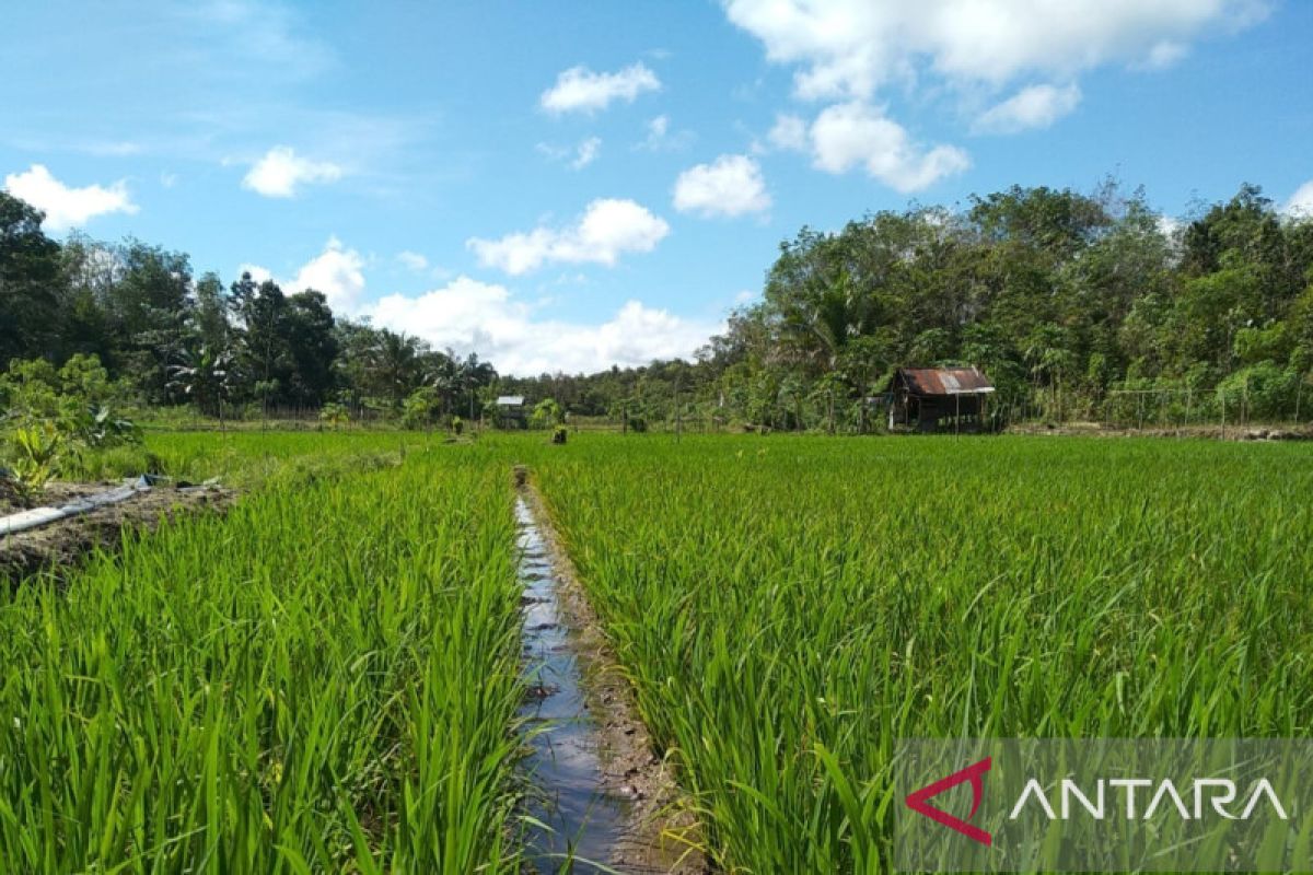 DKPP Kabupaten Belitung: produksi padi capai 418 ton
