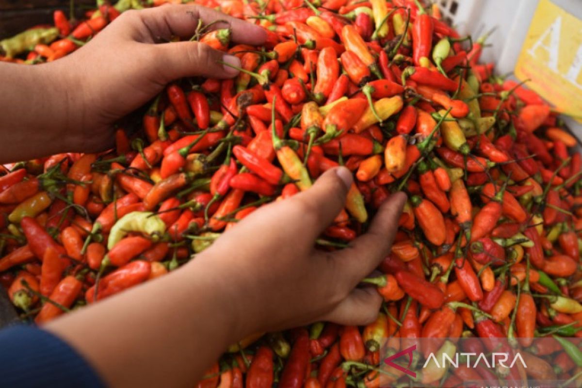 Bangka Belitung Inflasi 1,05 Persen Dipicu Delapan Pengeluaran Naik ...