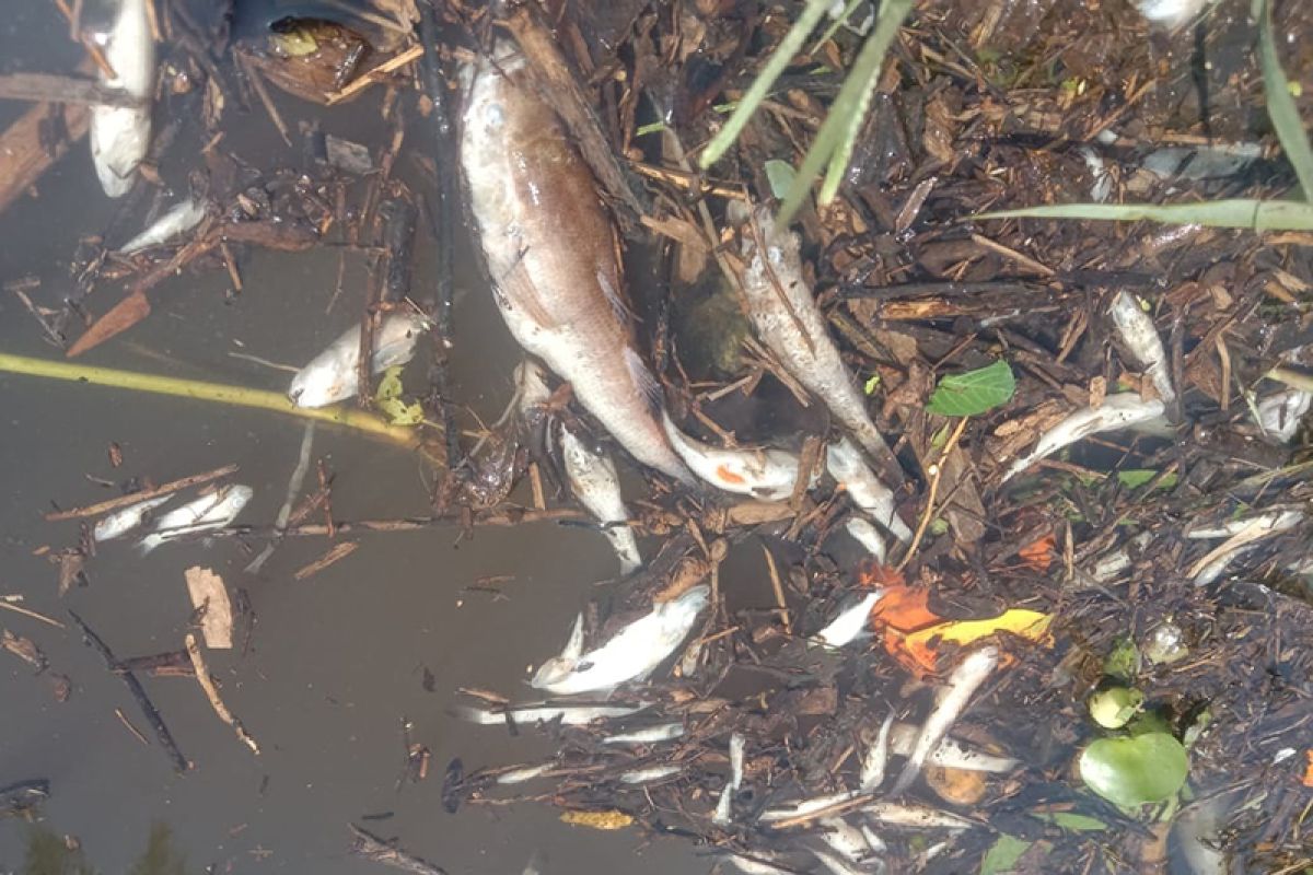 DLH Seluma akan cek penyebab ribuan ikan mati di Ilir Talo