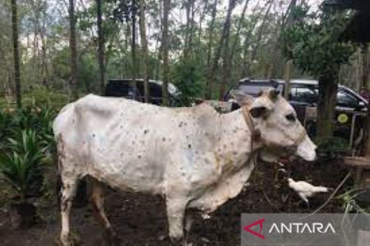 Pemprov Riau bantu peternak Rp10 juta per ekor atasi sapi terkena PMK