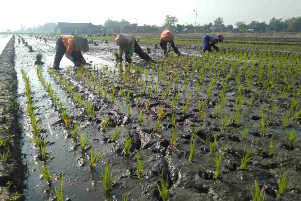 Perusahaan agribisnis targetkan kemitraan 1.000 ha padi di luar Jawa