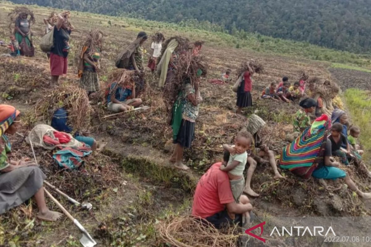 BPBD Papua rekomendasikan KLB pada kampung yang dilanda embun beku