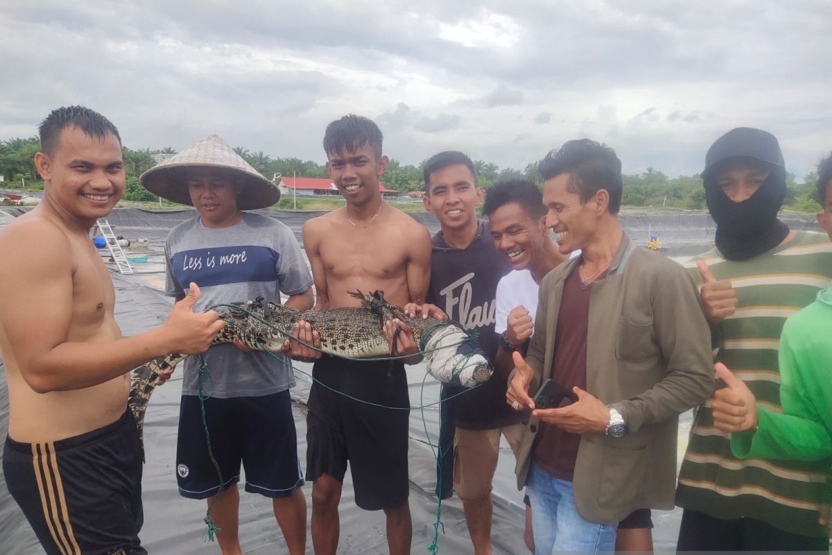 Buaya muara masuk tambak udang di Agam berhasil ditangkap