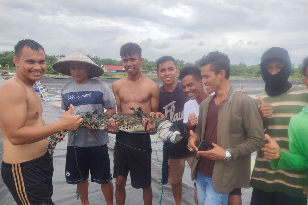 Buaya muara masuk tambak udang di Agam berhasil ditangkap